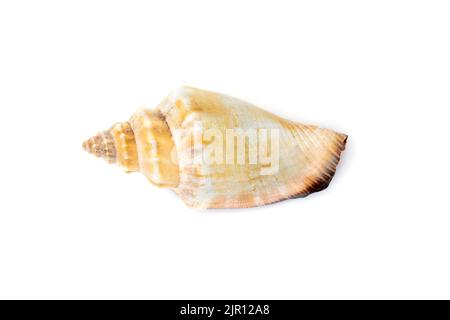 Immagine di gusci di mare strombus urceus, canario urceus su sfondo bianco. Conchiglie marine. Animali sottomarini. Foto Stock