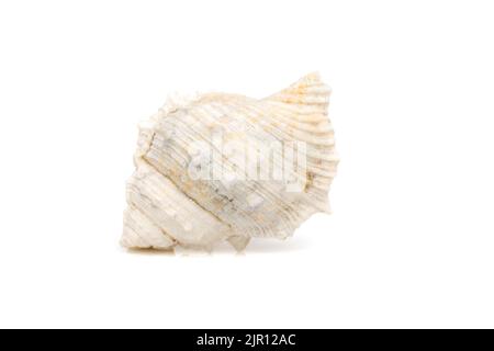 Immagine di conchiglie bianche su sfondo bianco. Animali sottomarini. Conchiglie marine. Foto Stock