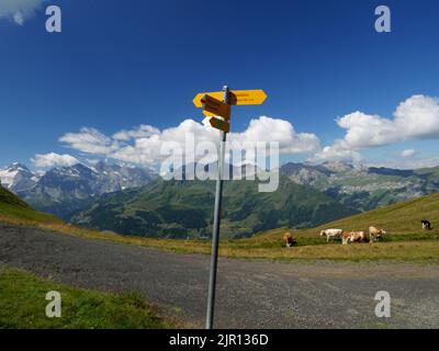 Mucche pascolano accanto al sentiero escursionistico di Mannlichen, Wengen, Oberland Bernese, Svizzera. Foto Stock