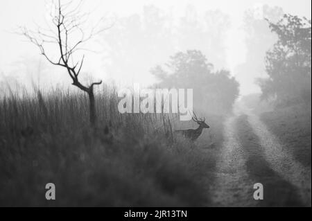 Cervo nel Mist. Jim Corbett National Park, India. Foto Stock