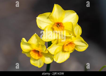 Una testa a fiori multipli di Narcissus Martinette con petali gialli traslucidi che illuminano alla luce del sole primaverile contro un semplice dietro sfocato Foto Stock