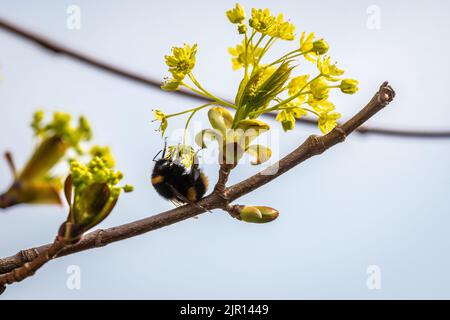 Una regina Bumblebee a coda di bufo, Bombus terrestris, nutrendo e raccogliendo nettare dalla fioritura di un acero norvegese, Acer platanoides Foto Stock