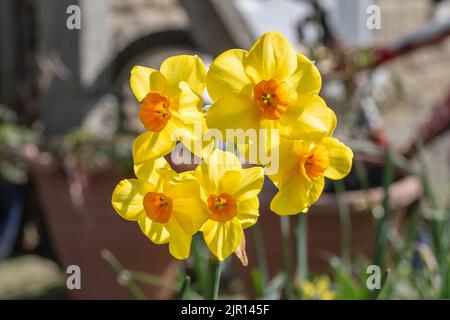 Una testa a fiori multipli di Martinette Narcissus con petali gialli traslucenti che illuminano alla luce del sole primaverile su uno sfondo sfocato del giardino Foto Stock