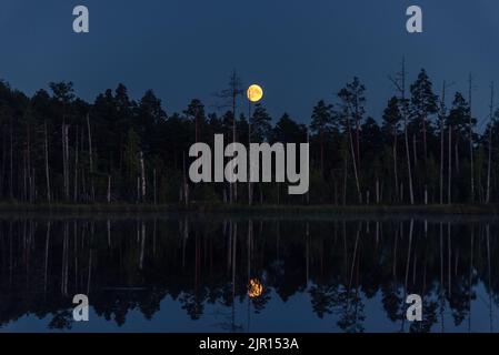 Luna sorgere sulla palma in estate, Lettonia Foto Stock