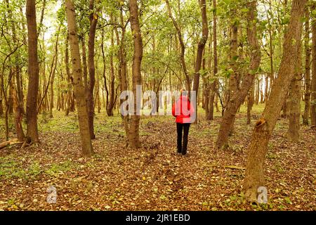 Una donna con una giacca rossa che cammina in una foresta. Riserva delle dune dell'Olanda del Nord, Paesi Bassi. Foto Stock