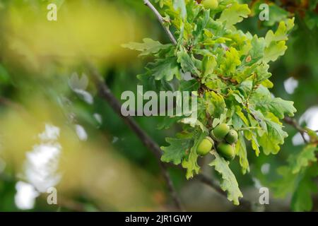 Primo piano di ghiande su un querce, primi segni di autunno Foto Stock