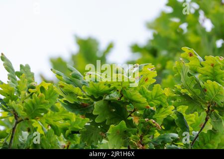 Primo piano di ghiande su un querce, primi segni di autunno Foto Stock