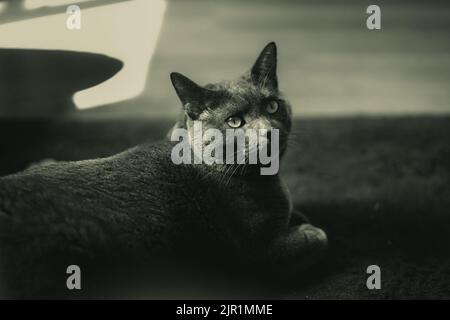 Un gatto carino a Thunder Bay, Ontario Foto Stock