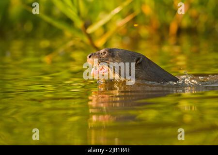 Lontra gigante (Pteronura brasiliensis) nuoto Foto Stock