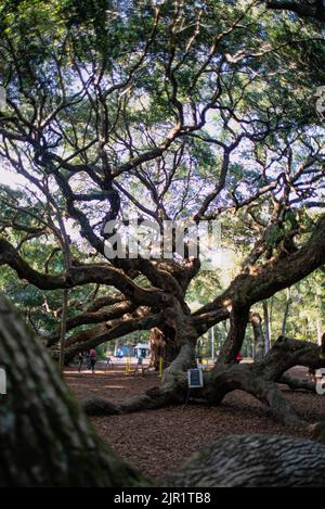 Angel Oak Tree, Charleston, South Carolina Foto Stock