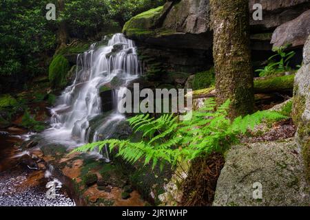 Una pianta di felce cresce dalla base di un albero e di una roccia vicino alle cascate Elakala nel Blackwater Falls state Park, West Virginia, USA. Foto Stock