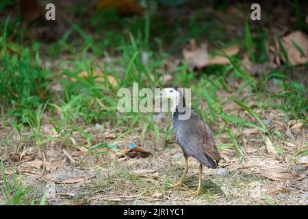 Un primo piano di una gallina bianca in piedi sul terreno Foto Stock