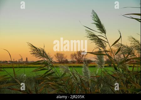 Vegetazione tipica delle zone rurali del nord Italia. Vegetazione italiana di paludi. Foto Stock