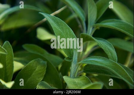 Ingrandimento di una Salvia foglia di salvia, un impianto utilizzato come spezia in cucina. Foto Stock