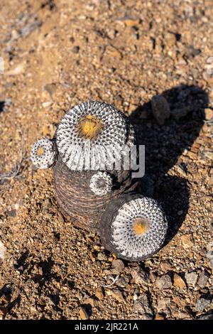 Copiapoa cinerea, sottospecie columna alba, cactus nel Parco Nazionale Pan de Azucar nel deserto di Atacama in Cile. Foto Stock