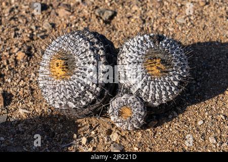 Copiapoa cinerea, sottospecie columna alba, cactus nel Parco Nazionale Pan de Azucar nel deserto di Atacama in Cile. Foto Stock