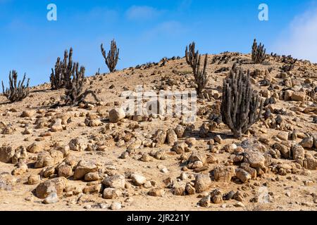 Una foresta di cactus Eulychnia iquensis candelabra nel Parco Nazionale Pan de Azucar nel deserto di Atacama del Cile. Foto Stock