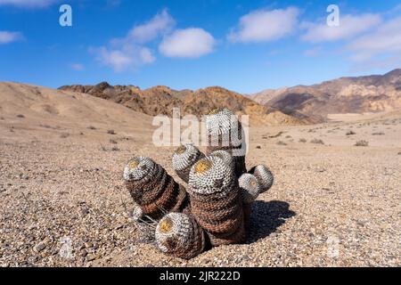 Copiapoa cinerea, sottospecie columna alba, cactus nel Parco Nazionale Pan de Azucar nel deserto di Atacama in Cile. Foto Stock