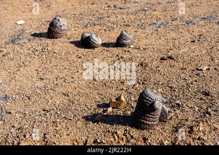 Copiapoa cinerea, sottospecie columna alba, cactus nel Parco Nazionale Pan de Azucar nel deserto di Atacama in Cile. Foto Stock