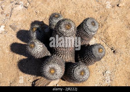 Copiapoa cinerea, sottospecie columna alba, cactus nel Parco Nazionale Pan de Azucar nel deserto di Atacama in Cile. Foto Stock