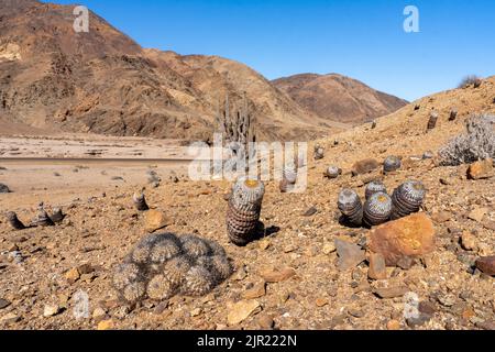 Copiapoa cinerea e Copiapoa cinerascens cactus nel Parco Nazionale Pan de Azucar nel deserto di Atacama del Cile. Foto Stock