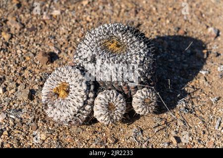 Copiapoa cinerea, sottospecie columna alba, cactus nel Parco Nazionale Pan de Azucar nel deserto di Atacama in Cile. Foto Stock