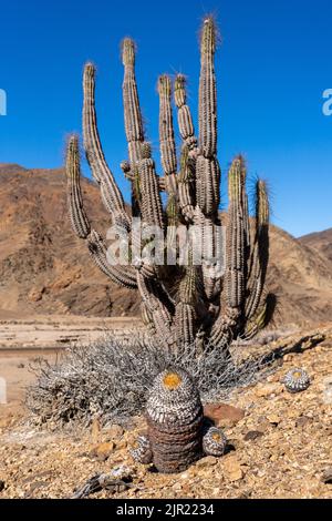 Copiapoa cinerea e Eulychnia iquensis cactus nel Parco Nazionale Pan de Azucar nel deserto di Atacama, Cile. Foto Stock