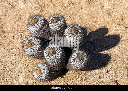 Copiapoa cinerea, sottospecie columna alba, cactus nel Parco Nazionale Pan de Azucar nel deserto di Atacama in Cile. Foto Stock