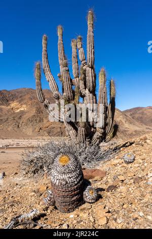 Copiapoa cinerea e Eulychnia iquensis cactus nel Parco Nazionale Pan de Azucar nel deserto di Atacama, Cile. Foto Stock