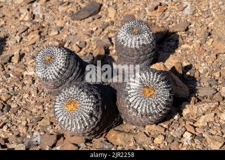 Copiapoa cinerea, sottospecie columna alba, cactus nel Parco Nazionale Pan de Azucar nel deserto di Atacama in Cile. Foto Stock