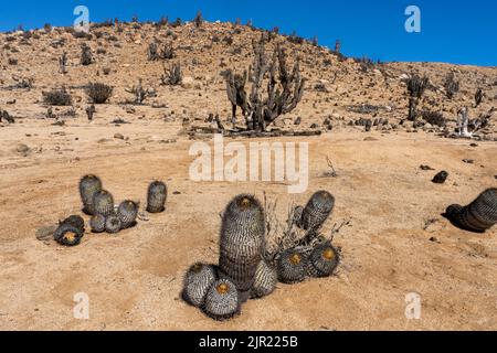 Copiapoa cinerea e Eulychnia iquensis cactus nel Parco Nazionale Pan de Azucar nel deserto di Atacama, Cile. Foto Stock