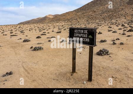 Gray Hedgehog o Erizo Gris Cactus, Copiapoa cinerascens, nel Parco Nazionale Pan de Azucar, deserto di Atacama, Cile. Foto Stock