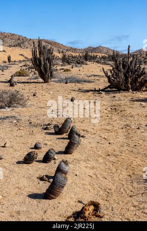 Copiapoa cinerea e Eulychnia iquensis cactus nel Parco Nazionale Pan de Azucar nel deserto di Atacama, Cile. Foto Stock