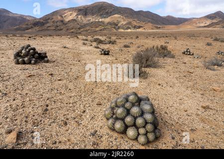 Gray Hedgehog o Erizo Gris Cactus, Copiapoa cinerascens, nel Parco Nazionale Pan de Azucar, deserto di Atacama, Cile. Foto Stock