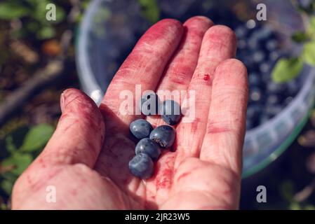 Mirtilli (mirtilli della foresta selvatica) in mano. Foto Stock