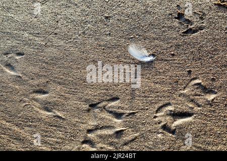 Una piuma bianca vista alla luce del mattino sdraiata su una spiaggia di sabbia grossa circondata da orme di gabbiano e piste di sandworm Foto Stock