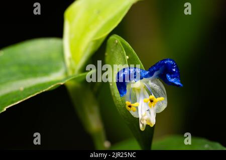 Comfelina communis (fiore asiatico) è una pianta annuale che fiorisce in estate con due petali azzurri e un piccolo petalo bianco sotto. Foto Stock