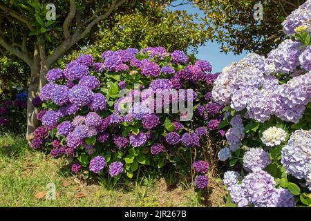 Rosa pallido e viola scuro hydrangea macrophylla fiori. Hortensia pianta fioritura nel giardino soleggiato.