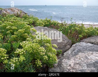 Crithmum maritimum, samphire di roccia o finocchio di mare o samphire fiorendo piante succulente sullo sfondo sfocato della costa vicino al faro di Burela, Foto Stock