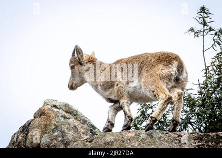 Un adorabile Ibex spagnolo a piedi sulla cima della scogliera Foto Stock