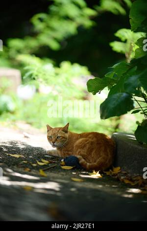 Un colpo verticale di adorabile gatto domestico Rusty-spotted che riposa sotto un albero in Hong Kong Foto Stock