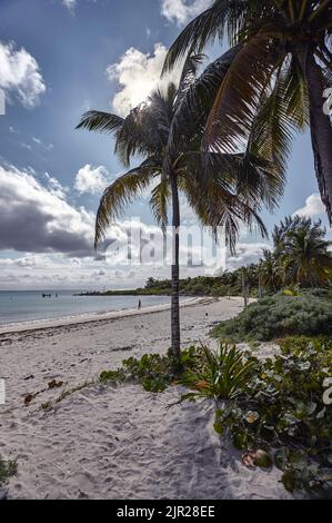 Palme e vegetazione crescono naturalmente sul libero e naturale spiaggia di Xpu-ha in Messico Foto Stock