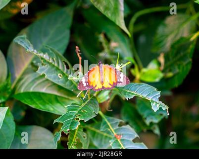 Primo piano di tigre semplice o farfalla monarca africana (Danaus chrysippus) Foto Stock