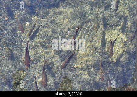 Vista dall'alto dei pesci che nuotano nell'acqua sopra il fondo roccioso in un cenote della Riviera Maya in Messico. Foto Stock