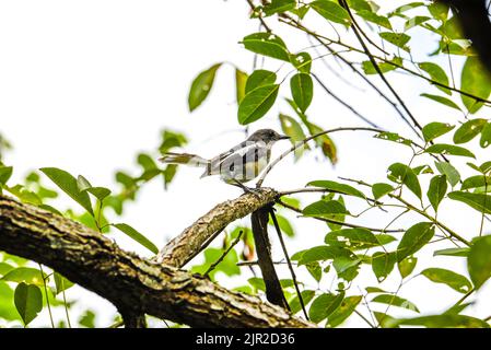 Primo piano di un passero carino sulla testa di un ramo Foto Stock