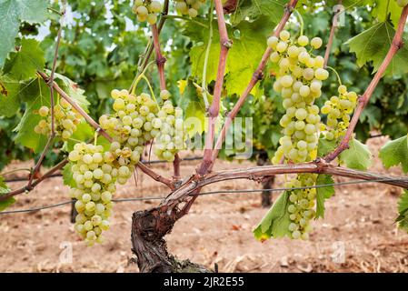 Vermentino. Grappoli di uve bianche con bacche mature pronte per la raccolta. Agricoltura tradizionale. Sardegna. Foto Stock