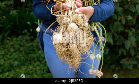 Mano femmina che tiene appena raccolto aglio dal giardino - John Gollop Foto Stock