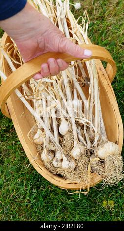 Mano femmina che tiene appena raccolto aglio dal giardino - John Gollop Foto Stock