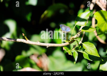 Maschio farfalla blu comune, polyommatus icarus, seduta su un ramo di albero. Foto Stock