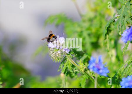 Ape dalla coda bianca, Bombus lucorum, raccolta di nettare e polline da un fiore di Borago officinalis. Foto Stock